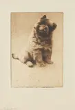 Morgan Dennis, 'Impudence' - A Chow Chow, etching