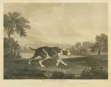 William Woollett, The Spanish Pointer, engraving