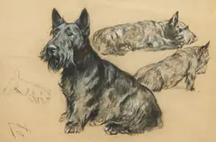 Arthur Wardle Ri, Studies of a Scottish Terrier, pastel on glass paper