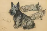 Arthur Wardle Ri, Studies of a Scottish Terrier, pastel on glass paper
