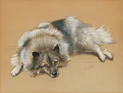 Mabel Gear, A Keeshond breed, pastel