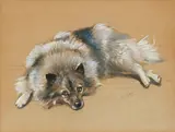 Mabel Gear, A Keeshond breed, pastel