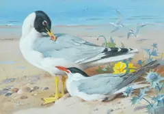 Archibald Thorburn, Great black-headed gull and Caspian tern, watercolour and gouache