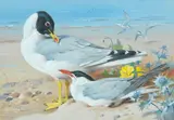 Archibald Thorburn, Great black-headed gull and Caspian tern, watercolour and gouache