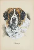 Katherine C. Brown, "Beauty" - a St. Bernard, pen and ink, watercolour, and gouache