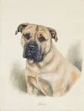 Katherine C. Brown, "Max" - a Pitbull Terrier, pen and ink, watercolour, and gouache