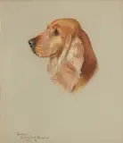 Phyllis Binet, Portrait of a Cocker Spaniel - 'Beckles (Merryleaf Brigade)', pastel