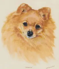 Bridget Olerenshaw, "Scamp" - a Pomeranian, gouache
