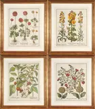 Basil Besler, A Set of Four Botanical Prints from Hortus Eystettensis