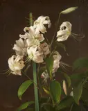 Carl Rohde, Still Life with White Lilies, oil on canvas