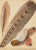 Continental School, 19th Century, Pheasant Feathers, watercolor and sepia ink on paper