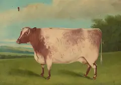 Prize Bulls Merle and Minnie by Continental School, both oil on canvas, sold Oct 2024