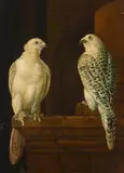 Miguel Canals, Two Iceland Falcons, oil on canvas