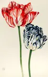 Michaele Vollbracht, Tulips (A Pair), both gouache, watercolor and pencil on paper