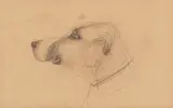 Henri de Toulouse-Lautrec, Tête de Chien