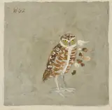 Bryan, Burrowing Owl, oil on canvas