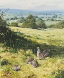 Rodger McPhail, Partridges in a Landscape