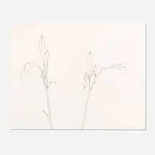 Ellsworth Kelly, Lily, 1980, graphite on paper
