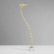 Douglas Little, Untitled (Ostrich vertebrae), 2005, ostrich bones, Lucite