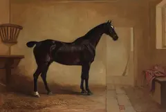 John Fernley, Harlequin, a dark bay hunter in a stable, oil on canvas