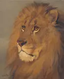 Charles Edwin M. Baldock, Portrait of Cecil the lion, oil on canvas