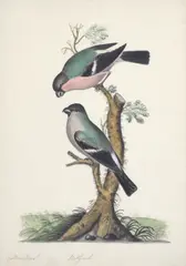 Charles Collins, Bullfinch, watercolour with pen and ink