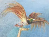 H. Haschke, Bird of paradise, watercolour heightened with white