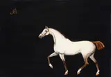 Carlos Anesi, White horse, oil on canvas
