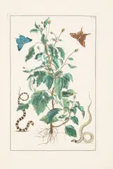 Albertus Seba, Seven Plates, from Locupletissimi Rerum Naturalium Thesauri, 1734-1765, A group of seven engravings with hand-coloring on laid paper
