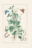 Albertus Seba, Seven Plates, from Locupletissimi Rerum Naturalium Thesauri, 1734-1765, A group of seven engravings with hand-coloring on laid paper
