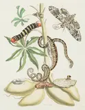 Maria Sibylla Merian, Five Plates, from Dissertatio de Generations et Metamorphosis Insectorum Surinamensium, 1719, A group of five engravings with hand-coloring on laid paper