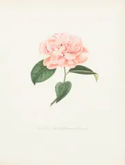 Abbé Laurent Berlèse, Four Plates, from Iconographie du Genre Camellia ou Description et Figures des Camellia les plus belles et les plus rares, c. 1841-43, Four engravings with hand-coloring on wove paper, after J.J. Jung by Gabriel and Oudet