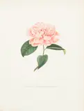 Abbé Laurent Berlèse, Four Plates, from Iconographie du Genre Camellia ou Description et Figures des Camellia les plus belles et les plus rares, c. 1841-43, Four engravings with hand-coloring on wove paper, after J.J. Jung by Gabriel and Oudet