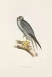 John Gould, Five Plates, from The Birds of Europe, c. 1832-1837, A group of five lithographs with hand-coloring on wove paper