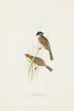 John Gould, Five Plates, from The Birds of Europe, c. 1832-1837, A group of five lithographs in hand-coloring on wove paper