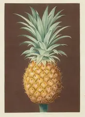 George Brookshaw, Smooth Leaved Green Antigua Pineapple, pl. XLIV, from Pomona Britannica, c. 1807, Engraving and aquatint with hand-coloring on wove paper