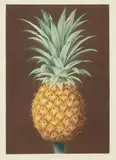 George Brookshaw, Smooth Leaved Green Antigua Pineapple, pl. XLIV, from Pomona Britannica, c. 1807, Engraving and aquatint with hand-coloring on wove paper