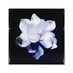 Christopher Beane, Gardenia Series, 2008, Tirage C-Print sur dibond
