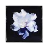 Christopher Beane, Gardenia Series, 2008, Tirage C-Print sur dibond
