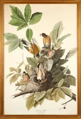 John James Audubon, American Robin, 1832, Engraving with aquatint and hand-coloring on wove watermarked 'J WHATMAN' paper; identified within the plate and with plate 131; framed