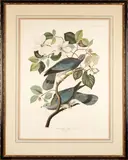 John James Audubon, Band-tailed Pigeon, 1837, Engraving with aquatint and hand-coloring on wove watermarked 'J WHATMAN 1837' paper; identified within the plate no 74 and plate CCCLXVII; framed