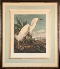 John James Audubon, Snowy Heron or White Egret, 1835, Engraving with aquatint and hand-coloring on laid watermarked "J WHATMAN 1836" paper; identified within the plate and with number 49 and plate CCXLII; framed