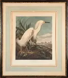 John James Audubon, Snowy Heron or White Egret, 1835, Engraving with aquatint and hand-coloring on laid watermarked "J WHATMAN 1836" paper; identified within the plate and with number 49 and plate CCXLII; framed