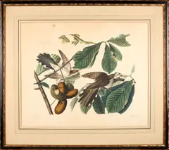John James Audubon, Yellow-billed Cuckoo, 1829