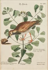 Mark Catesby, A Set of Six Ornithological Prints from Recueil de divers Oiseaux étrangers et peu communs, qui se trouvent dans les ouvrages de MM Edwards et Catesby (Nuremberg, 1770-1773), after Catesby's 'Natural history of Carolina, Florida and the Bahama Islands (1729-1747), hand-colored engraving