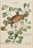 Mark Catesby, A Set of Six Ornithological Prints from Recueil de divers Oiseaux étrangers et peu communs, qui se trouvent dans les ouvrages de MM Edwards et Catesby (Nuremberg, 1770-1773), after Catesby's 'Natural history of Carolina, Florida and the Bahama Islands (1729-1747), hand-colored engraving