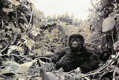 1 year old mountain Gorilla. Rwanda before the genocide by Peter Beard, 1984, Silbergelatineabzug, PE-Papier, partiell bearbeitet und handkoloriert, um 1999. Unikat, sold Nov 2009