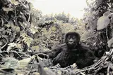 Peter Beard, 1 year old mountain Gorilla. Rwanda before the genocide