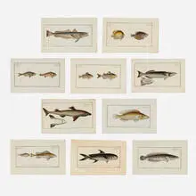 Marcus Elieser Bloch, Seventeen works from the Allgemeine naturgeschichte der fische portfolio, 1782-95, engraving with hand-coloring