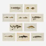 Marcus Elieser Bloch, Seventeen works from the Allgemeine naturgeschichte der fische portfolio, 1782-95, engraving with hand-coloring